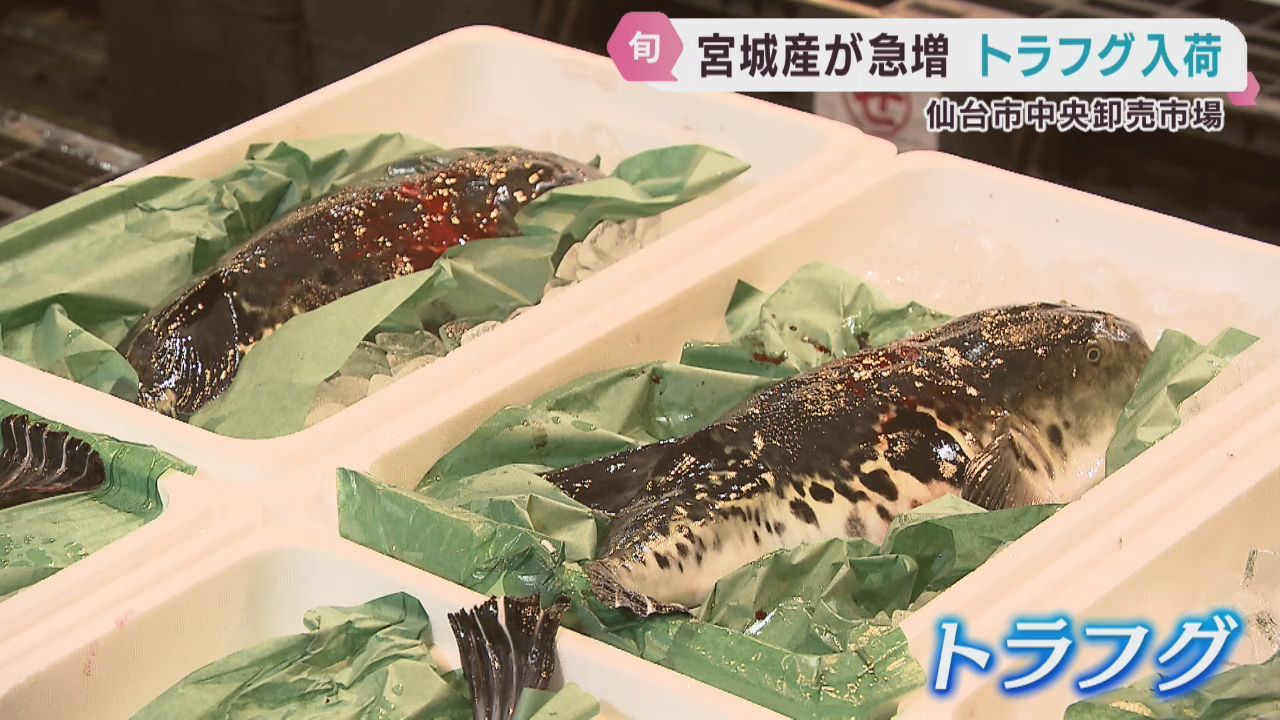 宮城県沖で水揚げが急増　トラフグが入荷　試食会も開催　仙台市中央卸売市場