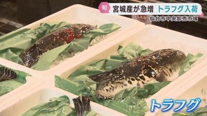 宮城県沖で水揚げが急増　トラフグが入荷　試食会も開催　仙台市中央卸売市場