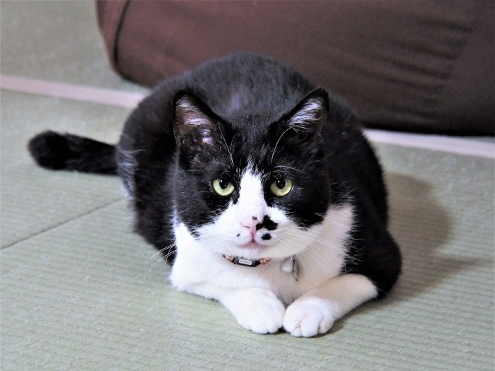 味のあるオトコ、ゴン太