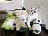 ぬいぐるみに囲まれるちくわくん（画像提供：やくまろさん）