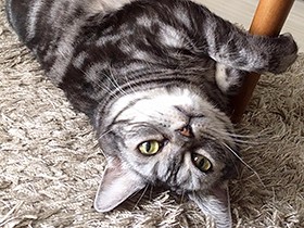 朝からご機嫌でゴロゴロ　大きなお目々の「ケリー」