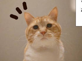 お太りさま猫ぐっぴーの毛まみれ肉まみれ“ヒーリンぐ”　疲れた時はオレの腕に来いよ