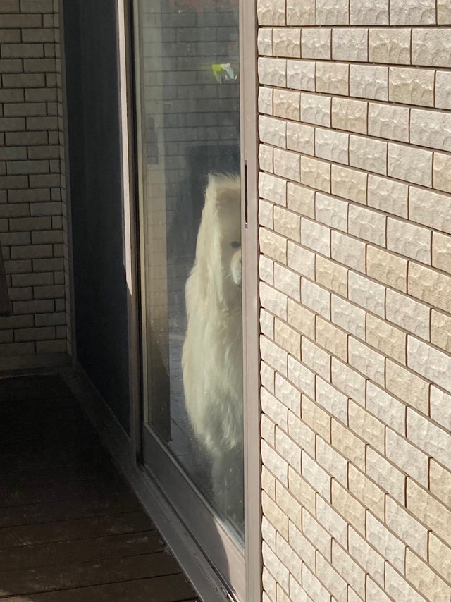 窓辺にぴったり張り付いてこちらを凝視するたすけくん（たすけのかあさんTwitterより）