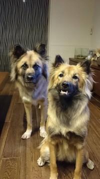 染五郎くん（左）とぼたんちゃん。2匹とも野犬でした（提供写真）