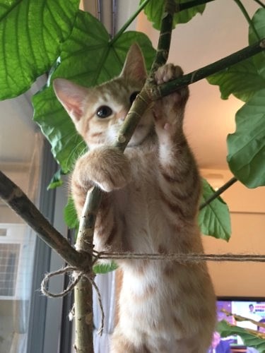 家に来てすぐ木によじ登った！