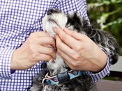 ペットにも花粉症はあるの？