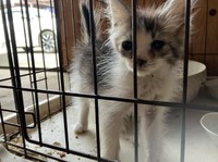 モコちゃんの小さい頃（なかよし自販機コーナーの広報担当・手塚さん提供）