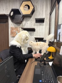 社長猫と猫社員（？）がご対面（提供：ねこ大家｜猫のための家づくりさん）