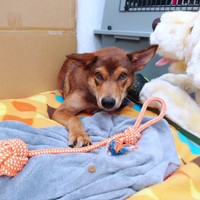 お迎えから約1カ月半後。施設の方がおもちゃを持って様子を見に来てくれました（画像提供：みかみと小次郎【公式】さん）