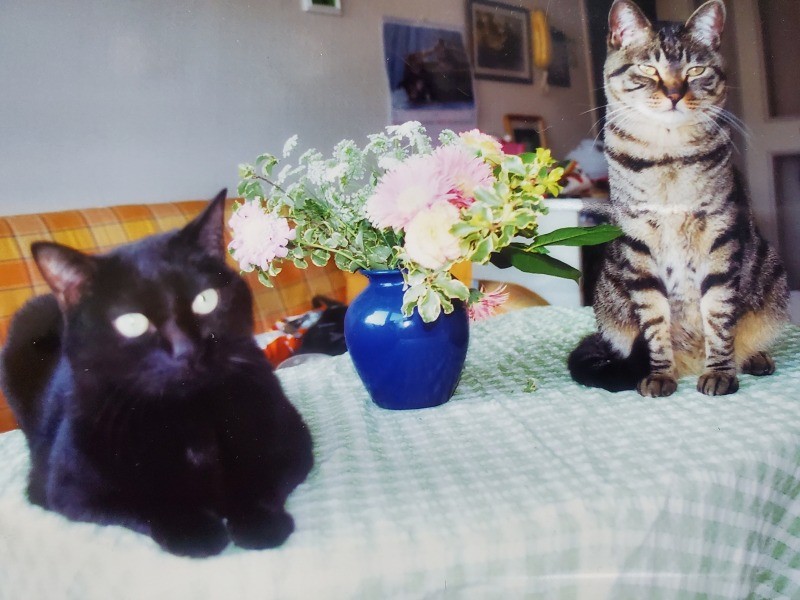 クロ（左）とルナ