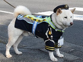 歩行者見守る交通安全犬「雪太郎」　気をつけて渡るんだワン！