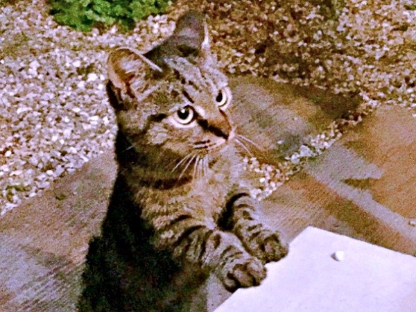 10年前、庭に現れたフクくん（画像提供：なみおさん）