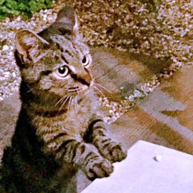 10年前、庭に現れたフクくん（画像提供：なみおさん）