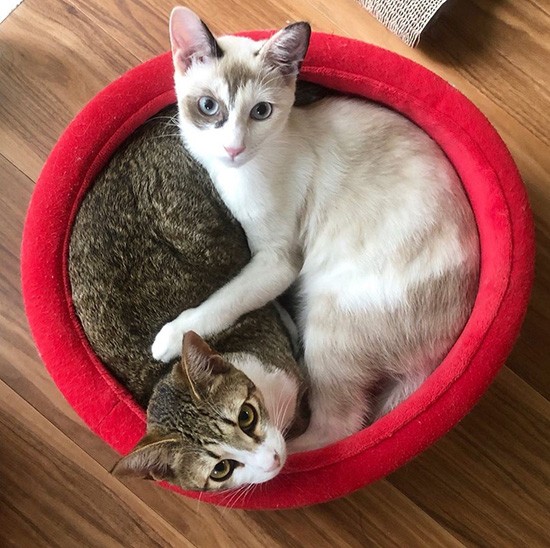 森羅万象、すべては陰と陽に分かれるのです！（フクハラさん提供）