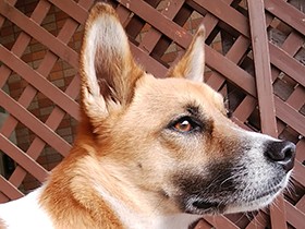 「僕は家族のアイドル！」　「おかえりの舞」が得意技の健太くん