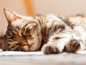 イギリスの獣医師に聞く　シニア猫のために飼い主ができること