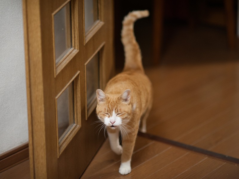 「夕飯食べたら寝ちゃったよ」（小林写函撮影）
