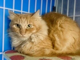 
          パナソニック保護犬猫譲渡会　ペットアダプションセンター宝塚から参加予定の猫たち（13） 
          