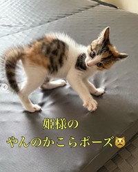 なんと、やんのかこらポーズまでご披露（小野華さん提供、Instagramよりキャプチャ撮影）