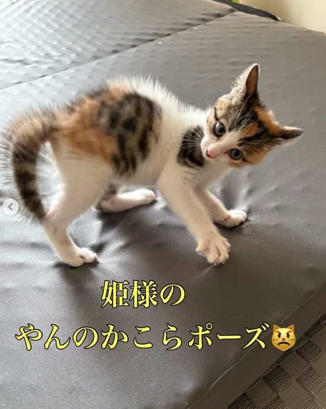 なんと、やんのかこらポーズまでご披露（小野華さん提供、Instagramよりキャプチャ撮影）
