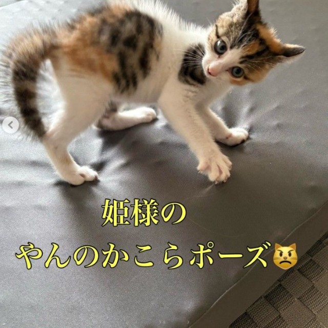 なんと、やんのかこらポーズまでご披露（小野華さん提供、Instagramよりキャプチャ撮影）