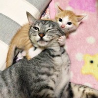 小さなみやびちゃんの遊び相手になるしまちゃん（画像提供：ふみさん）