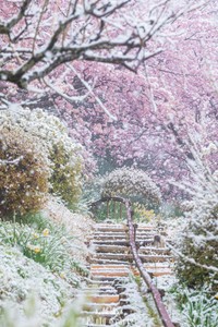 冬と春がまざりあう瞬間を撮影（画像提供：スカーレット@Photoさん）