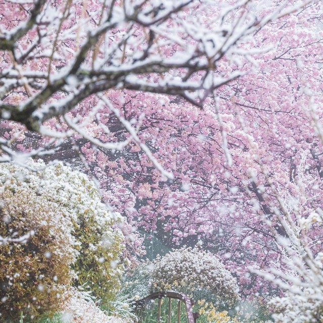 冬と春がまざりあう瞬間を撮影（画像提供：スカーレット@Photoさん）