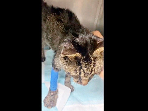 入院中のタマちゃん。飼い主さんが撫でると甘える様子も（画像提供：Ari Mayaさん）