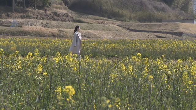 約30万本！まんのう町で菜の花の黄色いじゅうたんが見頃　気軽にピクニックできる新サービスも　香川