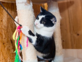 猫だって人間の家族が大好き　一緒に遊んでほしいし甘えたい