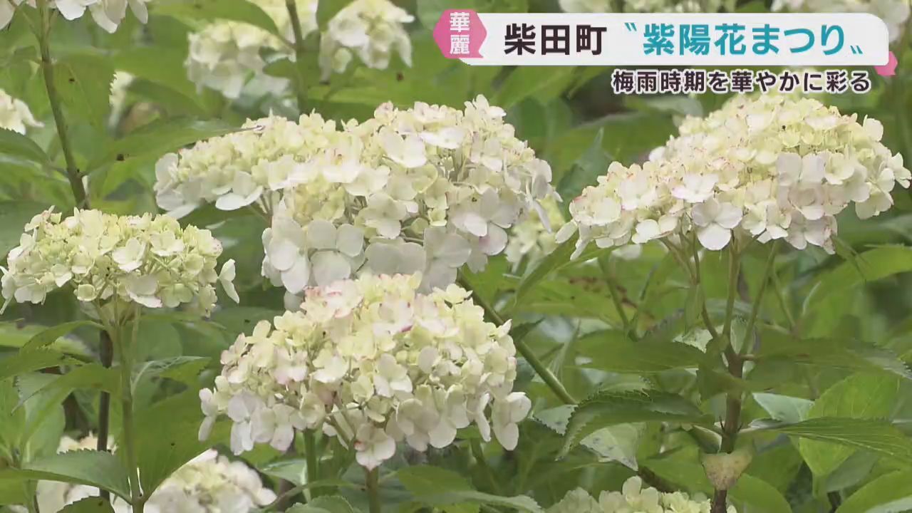 梅雨の時期を彩る紫陽花まつり　宮城・船岡城址公園