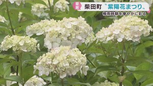梅雨の時期を彩る紫陽花まつり　宮城・船岡城址公園