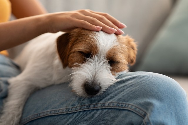 愛犬を預ける不安1位は？　※画像はイメージです（Prostock-studio/stock.adobe.com）