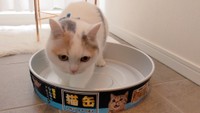 猫缶はいかが？（提供写真）
