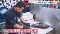 岡山理科大学が陸上で養殖した「おかやま理大タマカイ」