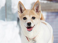 笑顔がかわいい保護犬・ネオン。保護当初、妊娠していました