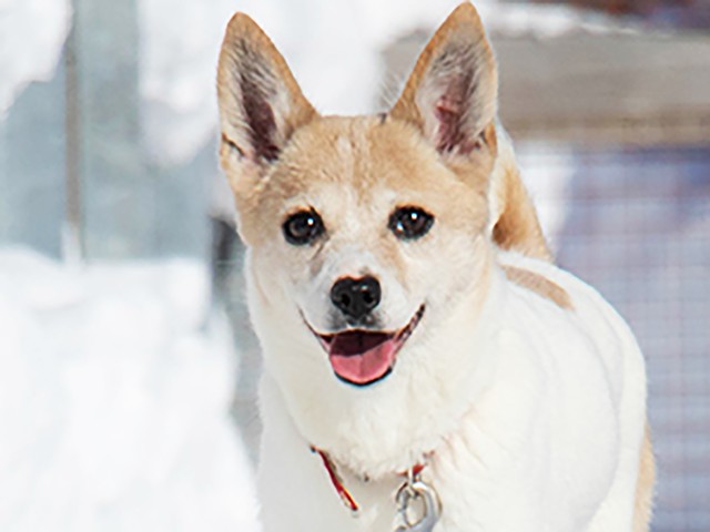 笑顔がかわいい保護犬・ネオン。保護当初、妊娠していました