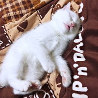 保護時は生後推定2カ月ほど。ぐっすりと眠るぷぅちゃん（画像提供：masaru———menさん）