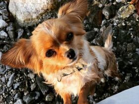 いっぱい遊んで疲れちゃった、もう帰ろう？　チワックス「パピ」