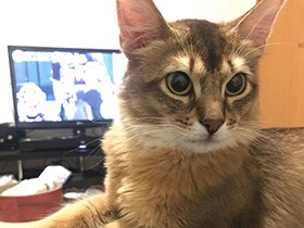 猫じゃらしでひたすらじゃれるのが好き　ソマリの「蓮」