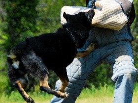 警察犬の審査会に１０４頭　捜索や捜査で活躍を期待、埼玉県