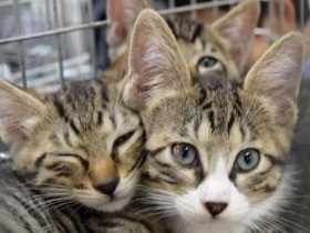 アニマル・ドネーションが寄付先の動物関連団体を公募