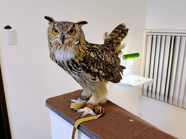 「ホホーッて鳴く1秒前」のアルマちゃん（画像提供：アルマ@ベンガルワシミミズクさん）