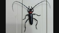資料:クビアカツヤカミキリ 香川県提供