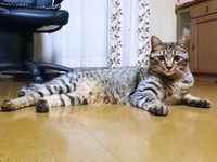 3、4歳を迎えた政宗くん。床上でまったり♡（画像提供：よしゅあさん）