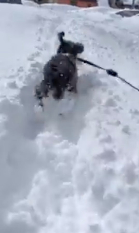 雪散歩中の、くぅちゃん。ぴょんぴょん跳んだり歩くたび、被毛についた雪玉が固まり、大きくなるのだそうです（動画からキャプチャー／提供：くぅ さん）