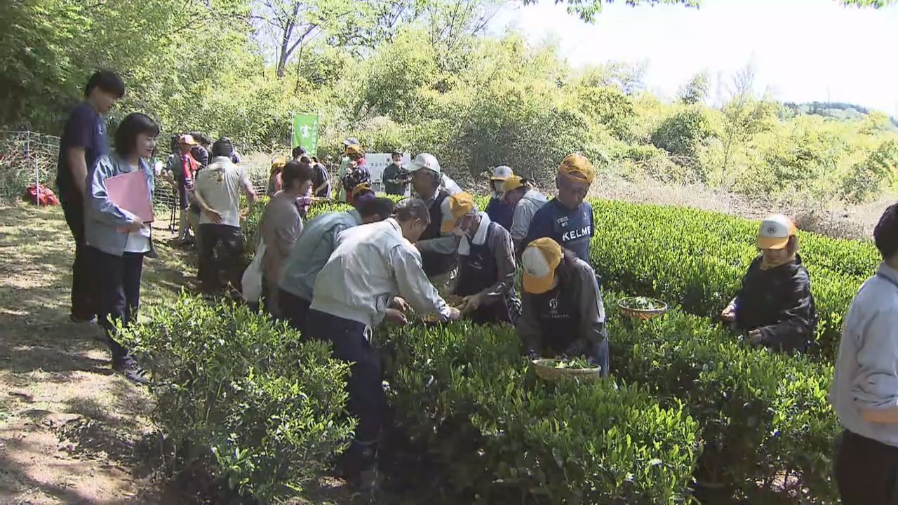 江戸時代の茶どころ復活を　宮城・富谷市で新茶の摘み取り