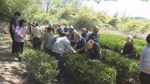 江戸時代の茶どころ復活を　宮城・富谷市で新茶の摘み取り