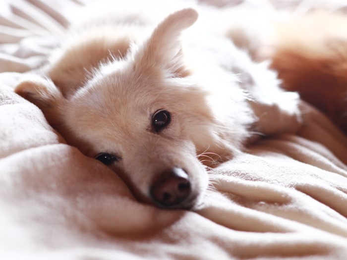 「そろそろ散歩行こう」と言ってもこの態度